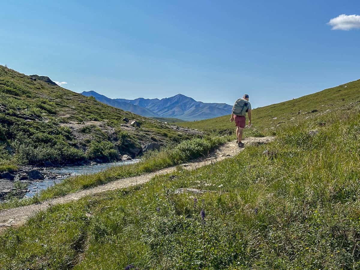 Man walking along Savage River Loop Trail with a mountain in the Alaska range in Denali National Park, Alaska