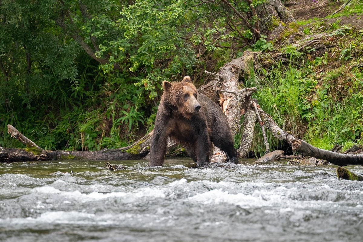 Brown bear walking through the Brooks River in Katmai National Park, Alaska