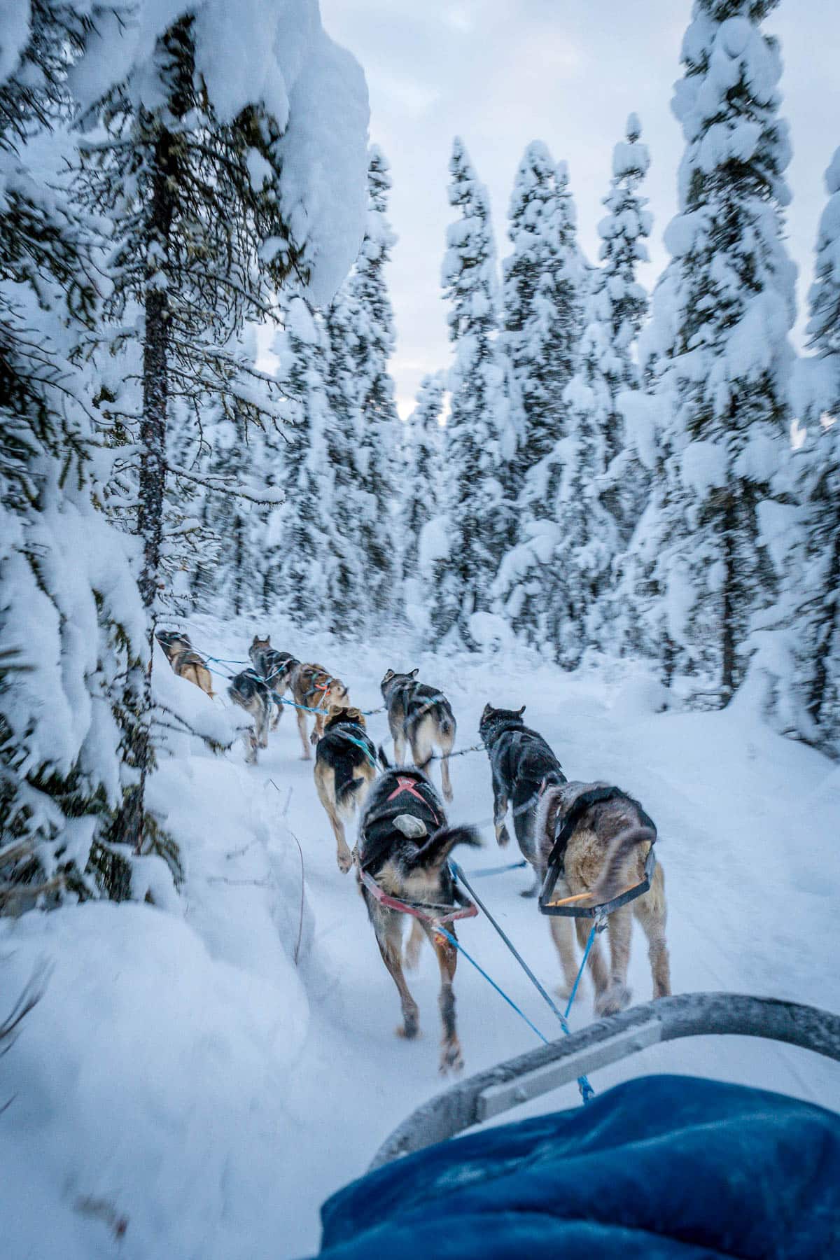 Huskies pulling a dog sled through snowy trees in Alaska