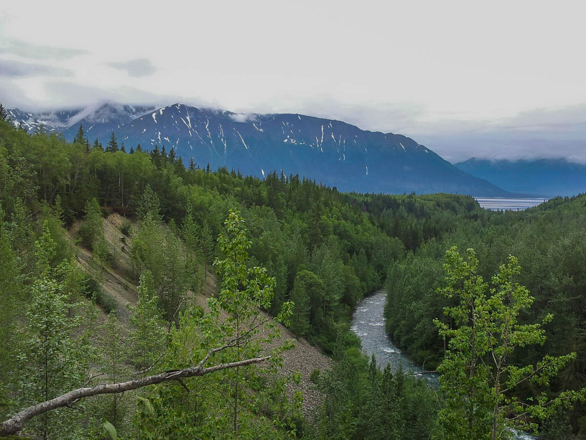 Pine tree forest along the Turnagain Arm in Anchorage, Alaska