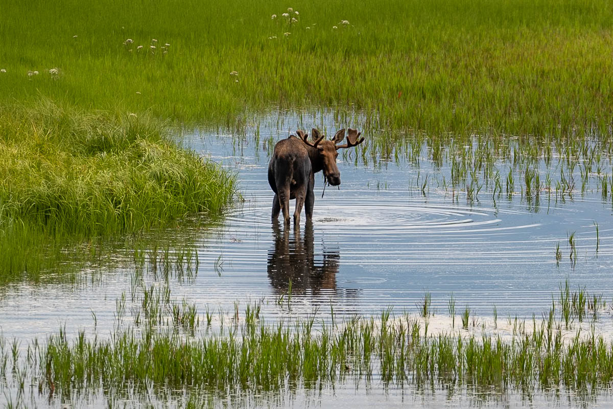 Moose eating grass in a bog in Anchorage, Alaska