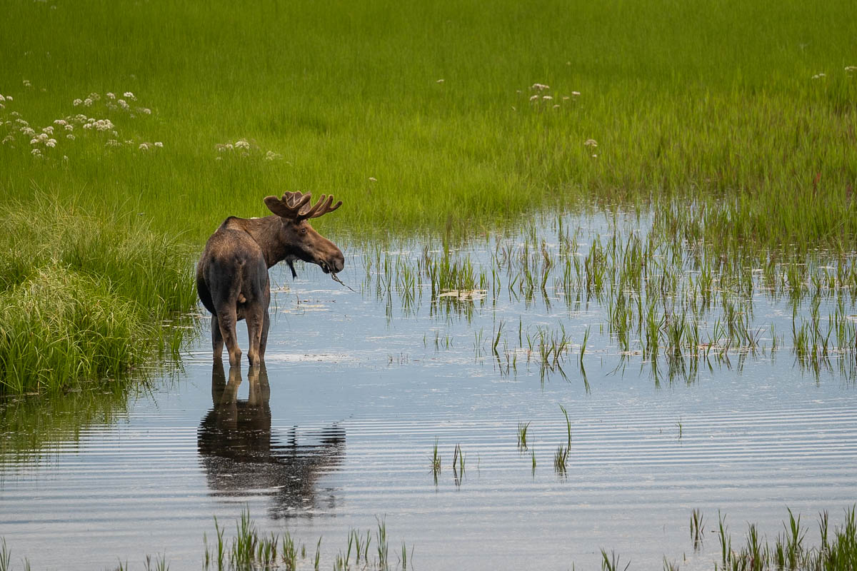 Moose eating grass in a bog outside of Anchorage, Alaska