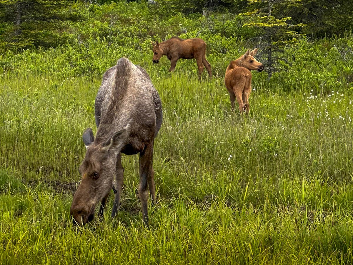 Mother moose and two calves grazing in tall grass in the Potter Marsh Wildlife Viewing Boardwalk in Anchorage, Alaska