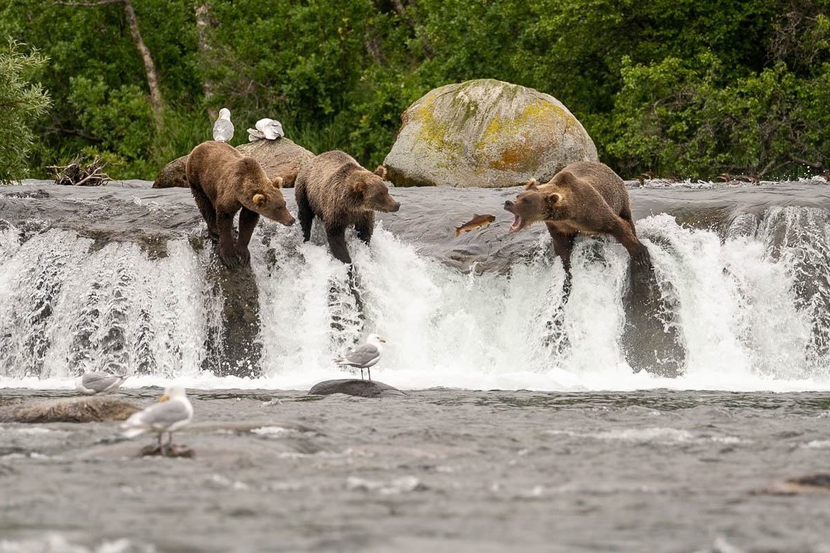 Brown bears catching salmon jumping up Brooks Falls in Katmai National Park, Alaska