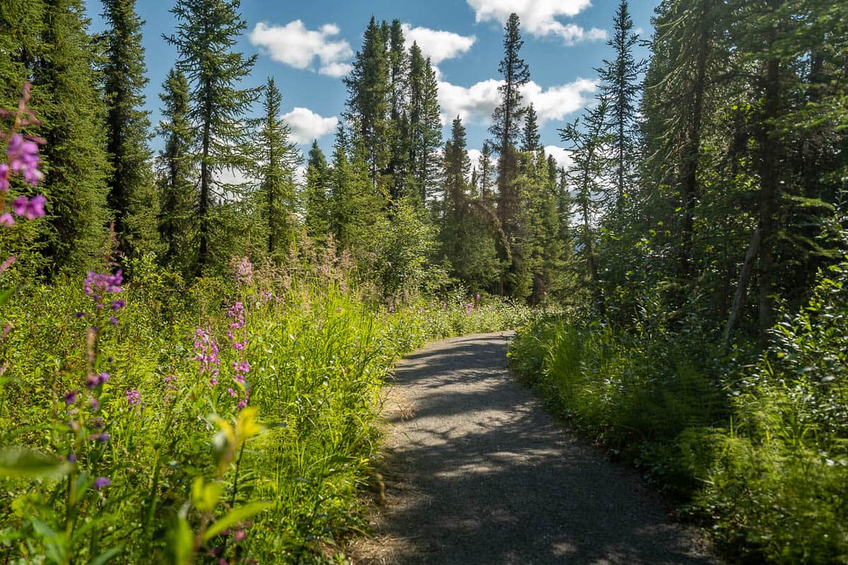 Flat pathway leadimg through wildflowers and pine trees along the Mount Healy Overlook Trail in Denali National Park, Alaska