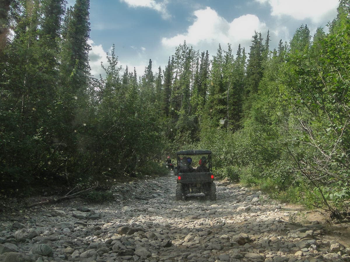 ATV driving down a rocky creekbed between pine trees outside of Denali National Park