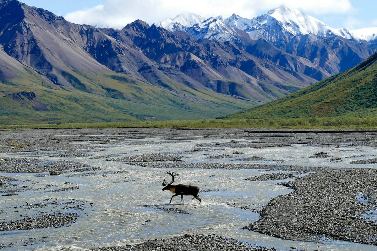 Caribou walking through a riverbed with snowcapped mountains in the Alaska Mountain range in Denali National Park, Alaska