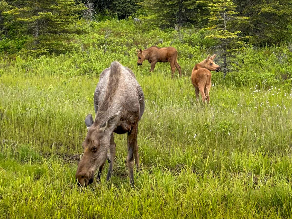 Moose and two calves in the background in a grassy field in Homer, Alaska