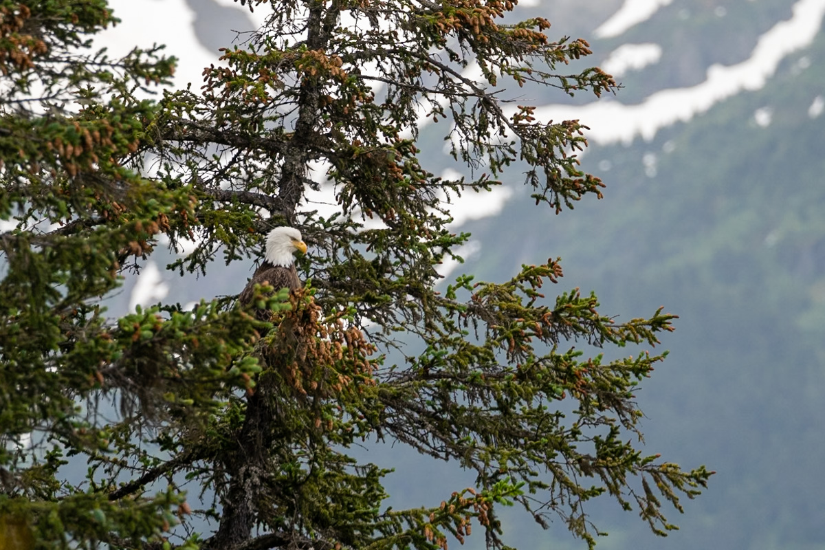 Bald eagle sitting in a pine tree with a snowy mountain in the background in Kenai Fjords National Park, Alaska