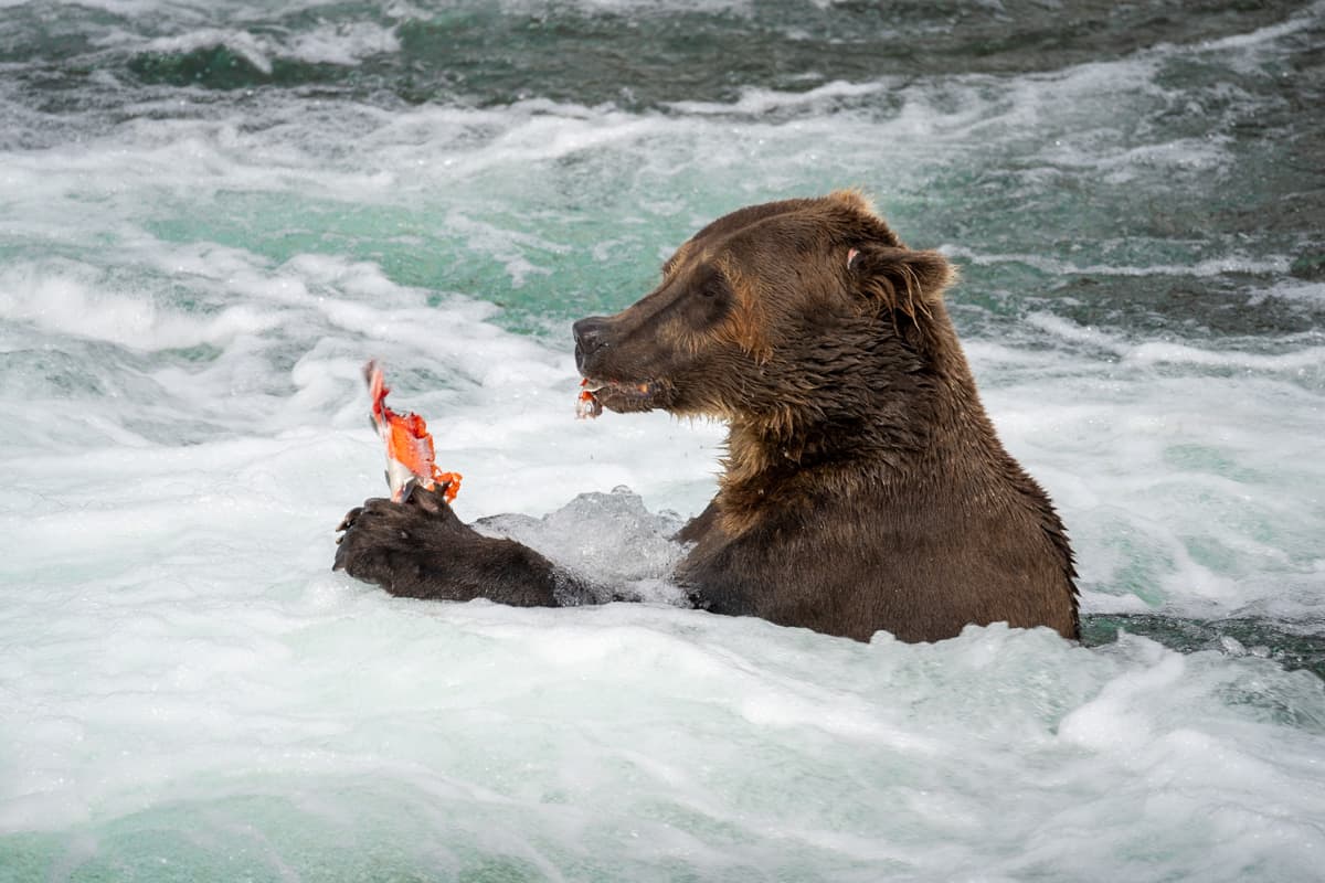 Brown bear eating salmon while standing in the Brooks River in Katmai National Park, Alaska