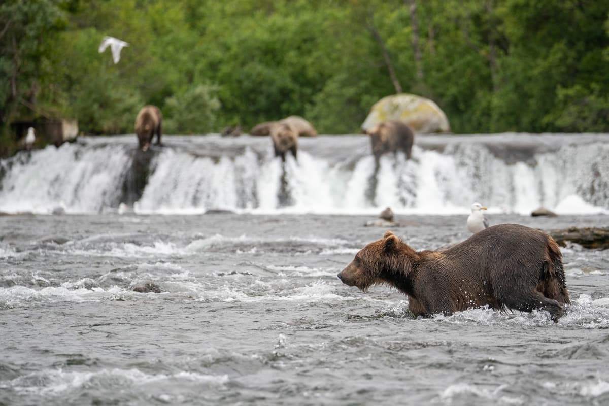Grizzly bear crossing the Brooks River with three bears standing on the brink of Brooks Falls in the background in Kenai Fjords National Park, Alaska