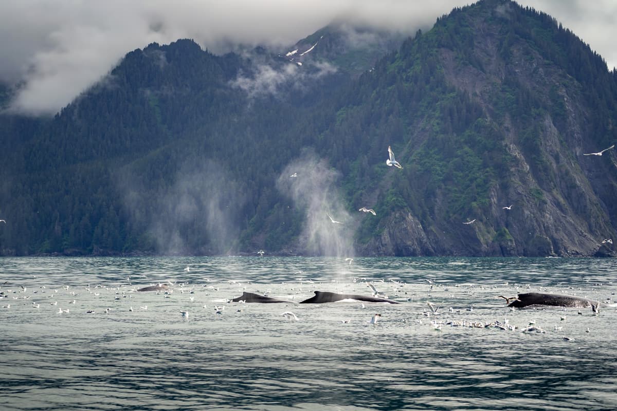 Humpbacks spouting with mountains in the background in Kenai Fjords National Park in Alaska