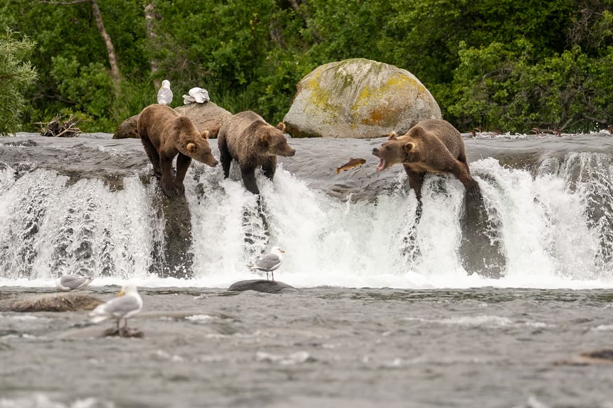 Three brown bears trying to catch salmon at Brooks Falls in Katmai National Park in Alaska