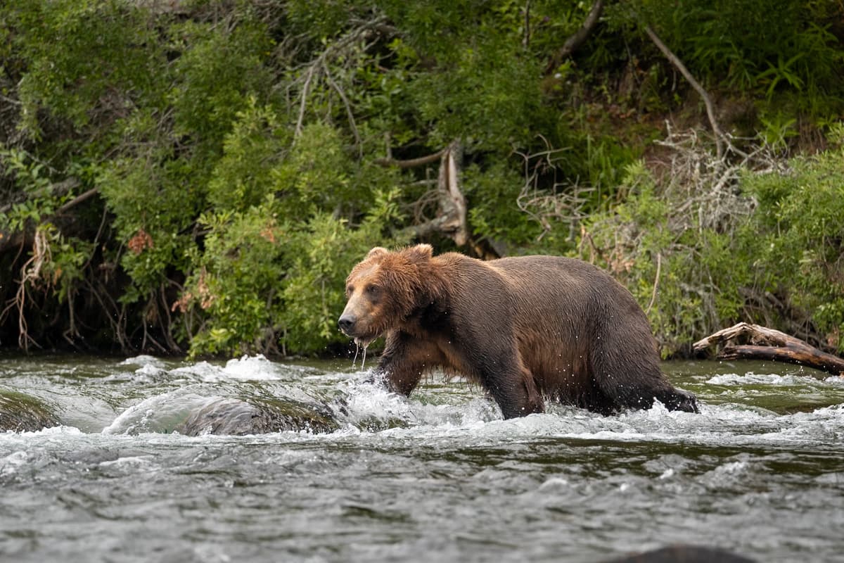 Brown bear striding through the Brooks River in Katmai National Park in Alaska