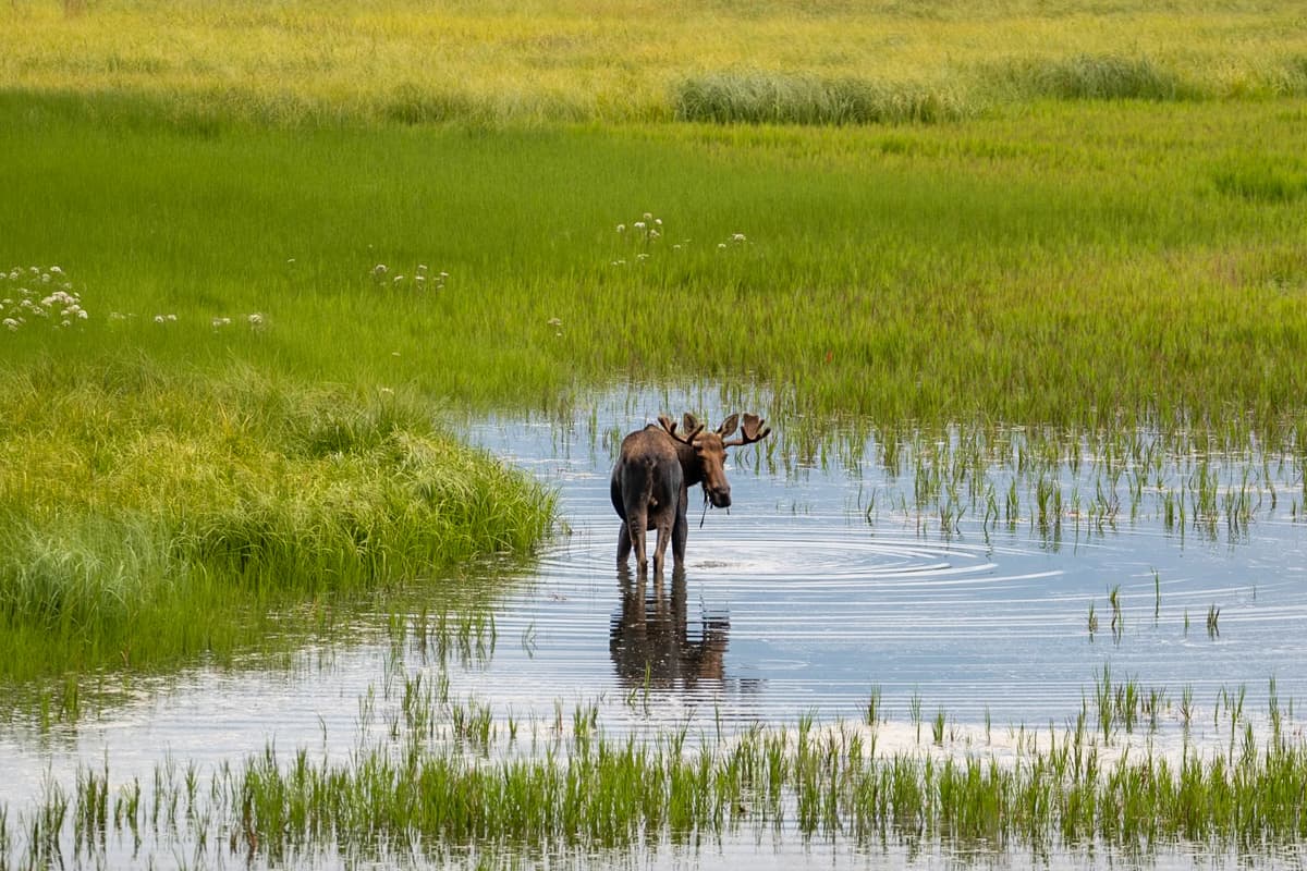 Moose standing in a grassy bog in Palmer, Alaska