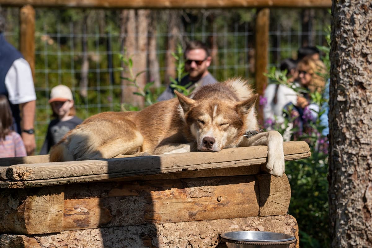 Sled dog sleeping on top of its kennel in Denali National Park in Alaska