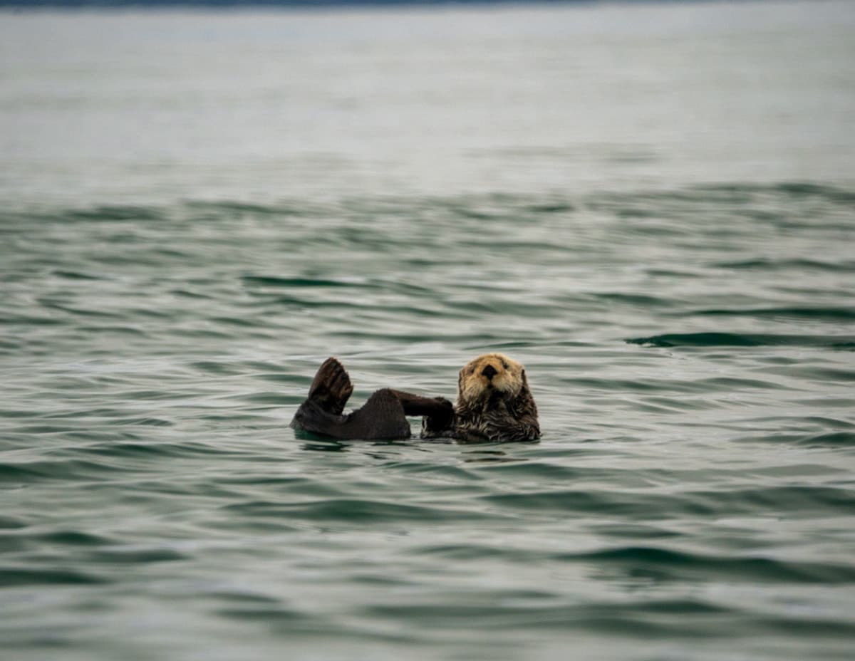 Sea otter floating in Kachemak Bay, Alaska