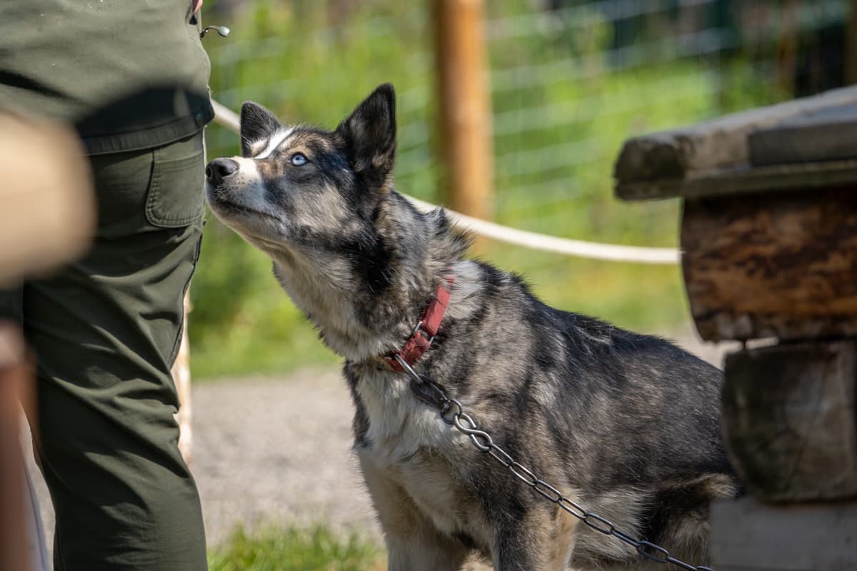Sled dog looking up at a ranger in Denali National Park in Alaska