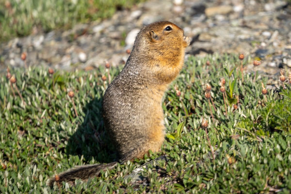 Arctic ground squirrel along the Savage River Trail in Denali National Park in Alaska