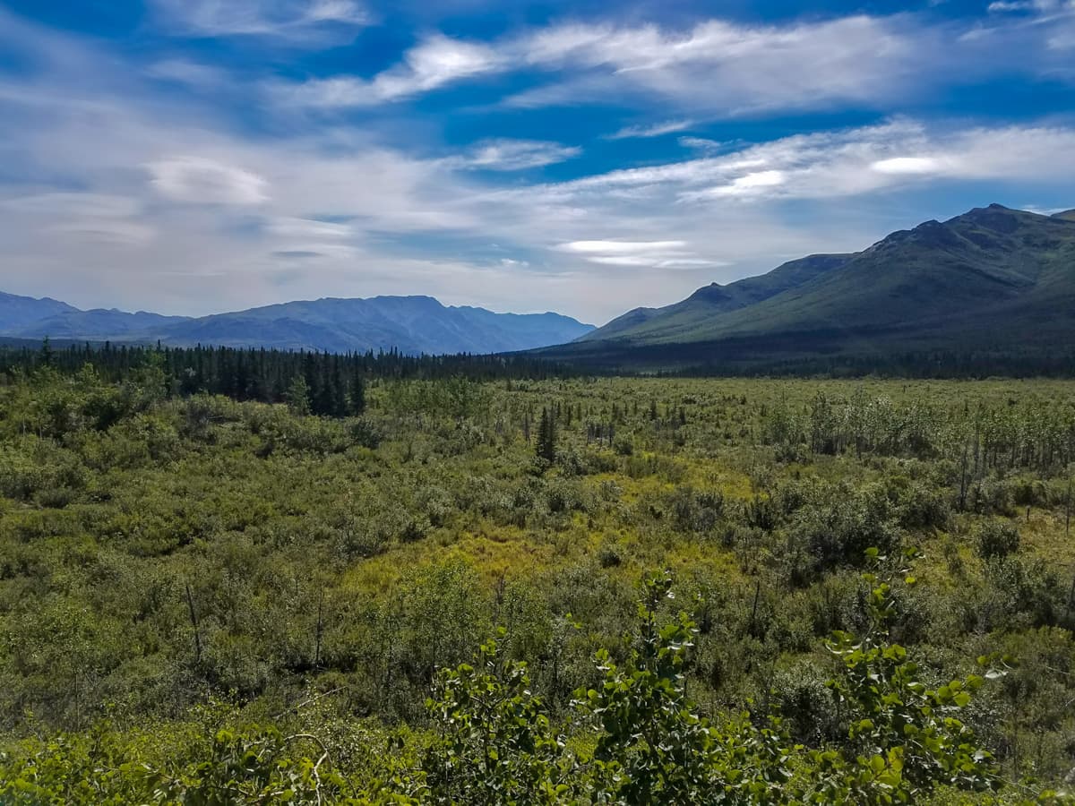 Shrubbery with mountains in the background in Denali National Park in Alaska