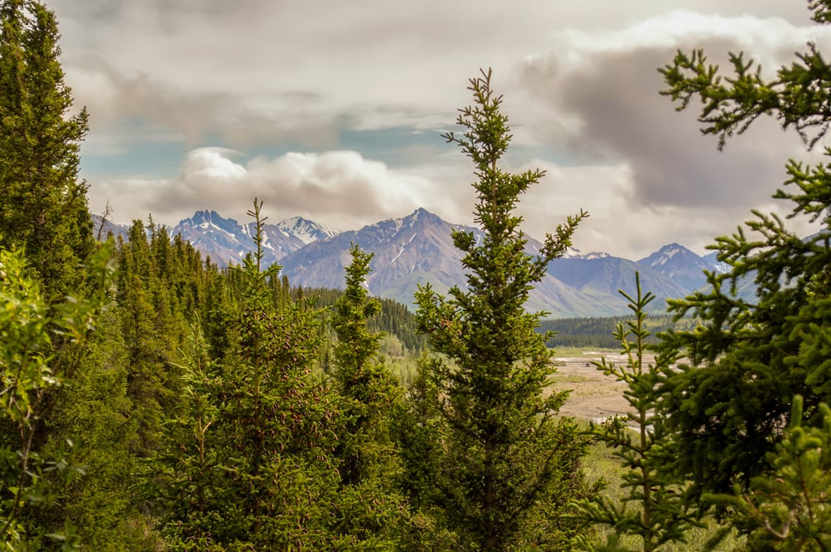 Pine trees with the Alaska Mountain range in the background in Denali National Park in Alaska