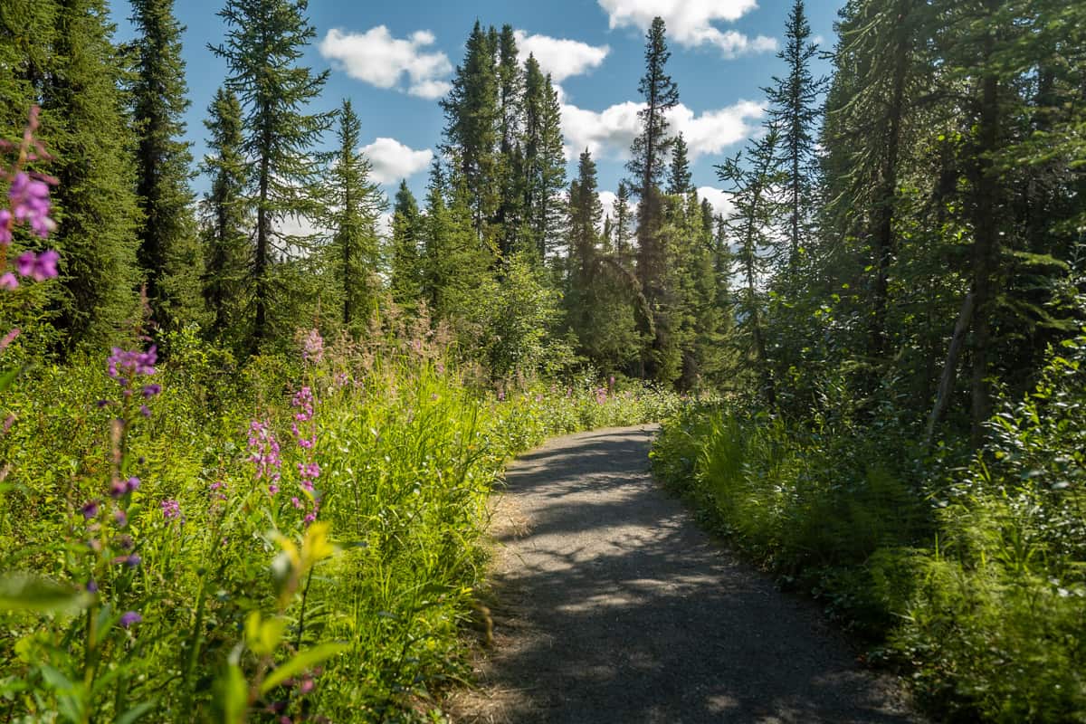 Path leading through wildflowers and pine trees in Denali National Park in Alaska