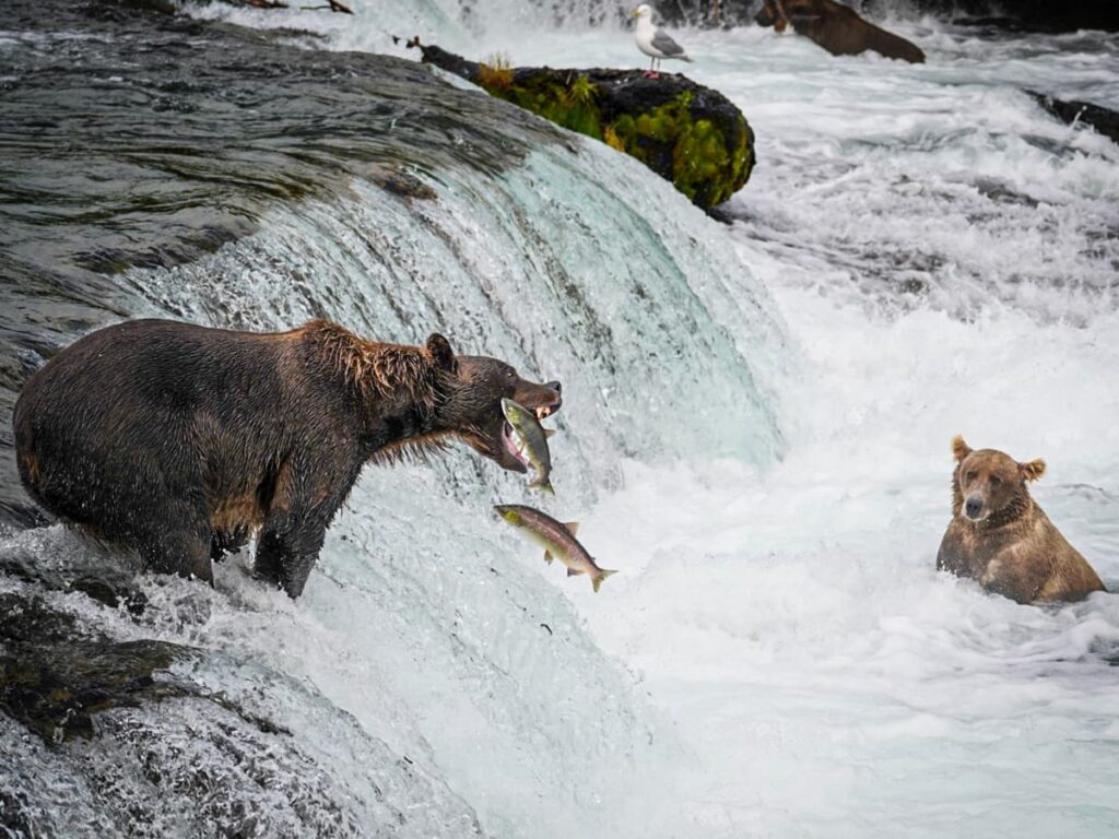 Brown bear catching salmon in its mouth at Brooks Falls in Katmai National Park in Alaska
