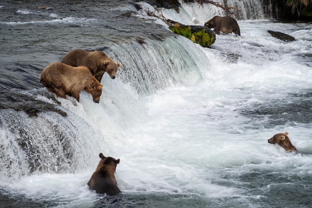 Two brown bears standing on the brink of Brooks Falls with three bears standing in the Brooks River trying to catch salmon in Katmai National Park in Alaska