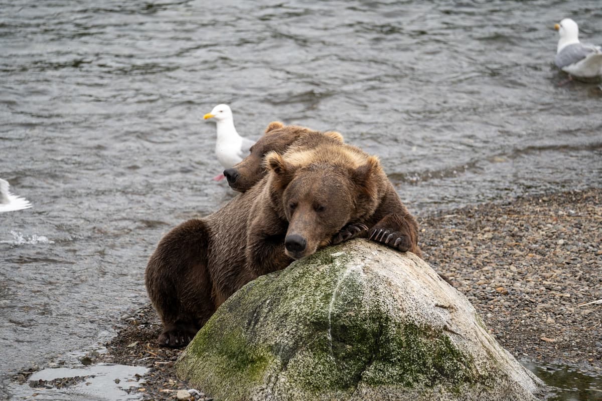 Two brown bears cuddling and laying on top of a rock in Katmai National Park, Alaska