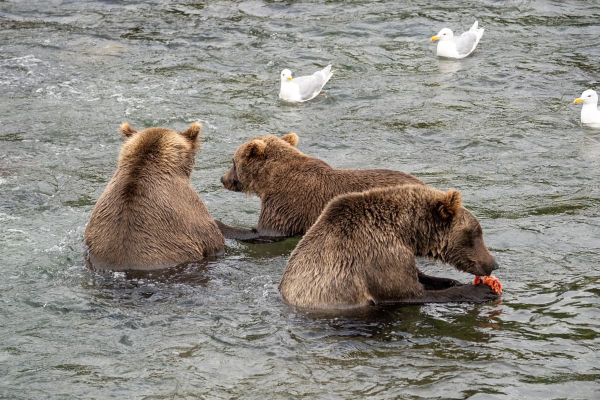 Three brown bears hunting for salmon in the Brooks River with three seagulls in the background in Katmai National Park in Alaska