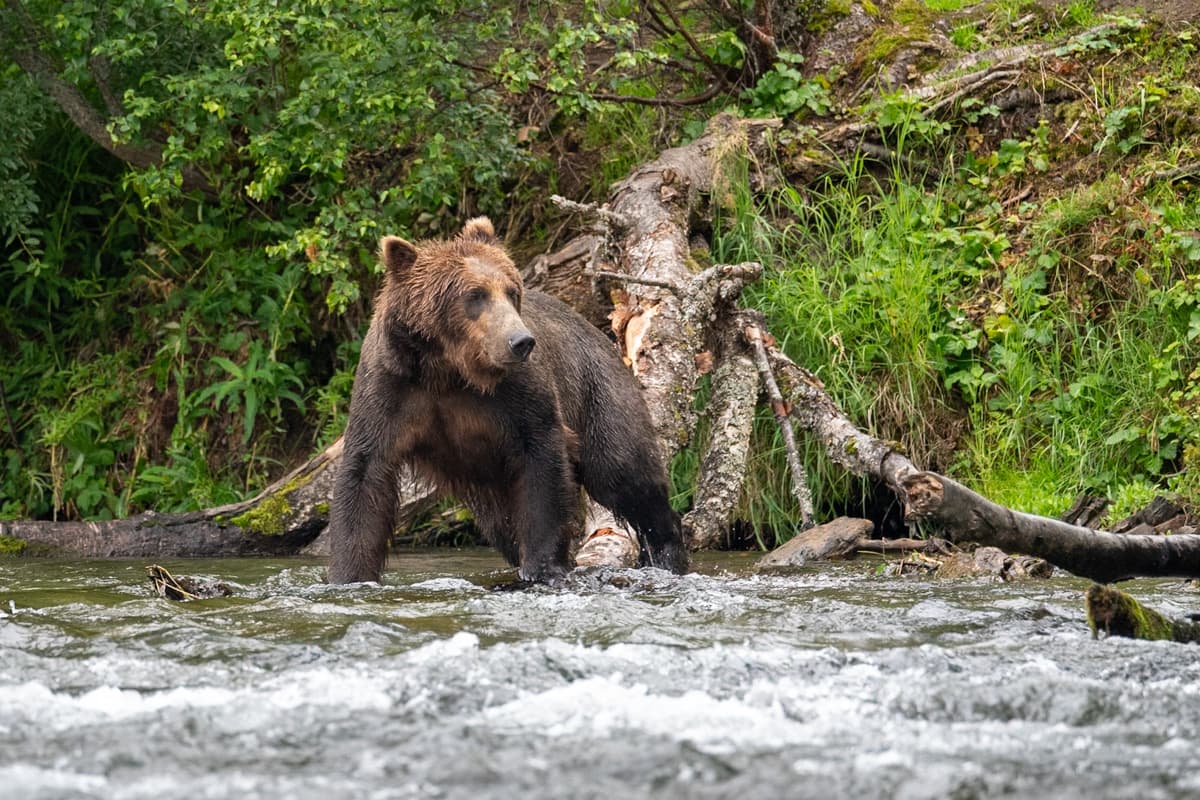 Brown bear walking across the Brooks River in Katmai National Park in Alaska