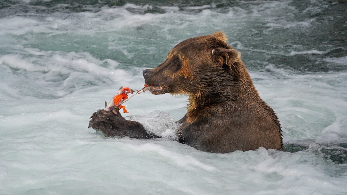 Brown bear eating salmon while standing in Brooks River in Katmai National Park in Alaska