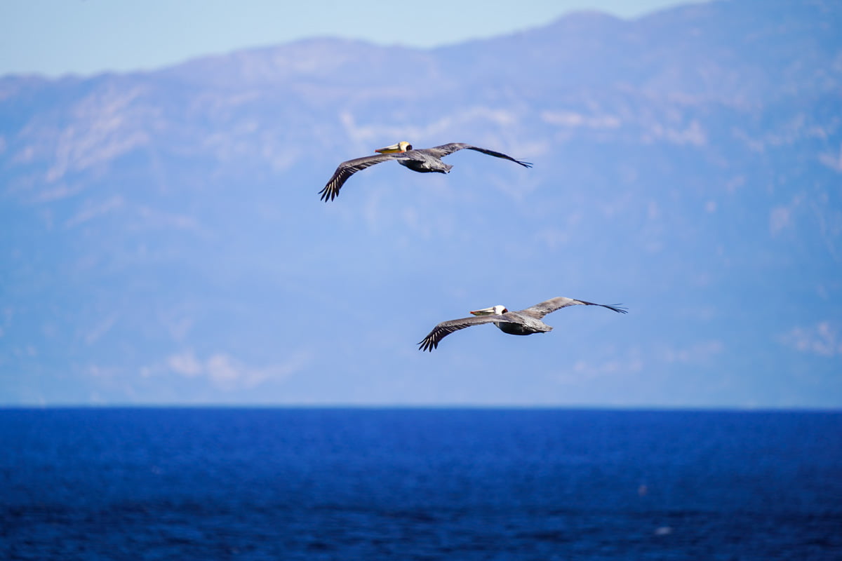 Two pelicans flying near Santa Cruz Island in the Channel Islands National Park, California