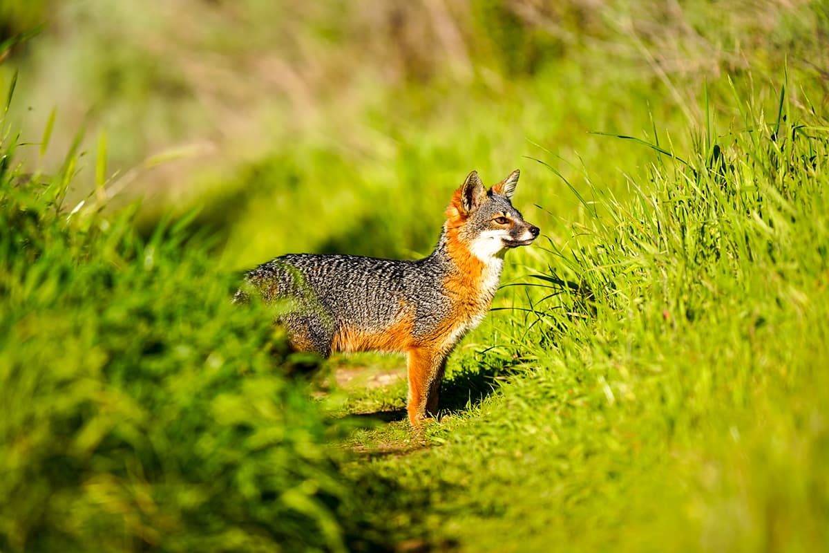 Island fox standing in tall grass along the Del Norte Trail on Santa Cruz island in Channel Islands National Park, California