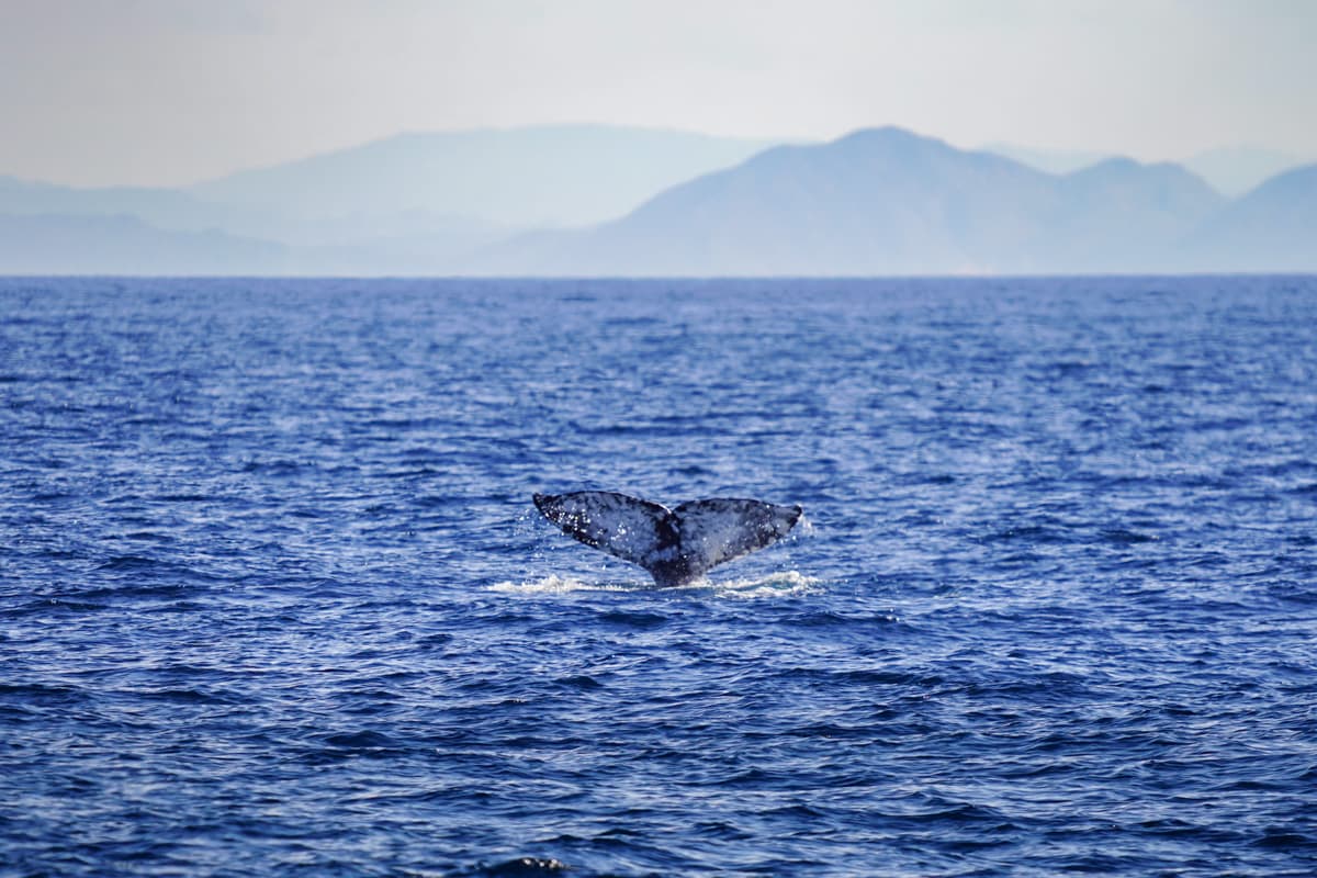 Grey whale tale in the Santa Barbara Channel with mountains in the background in Channel Islands National Park, California