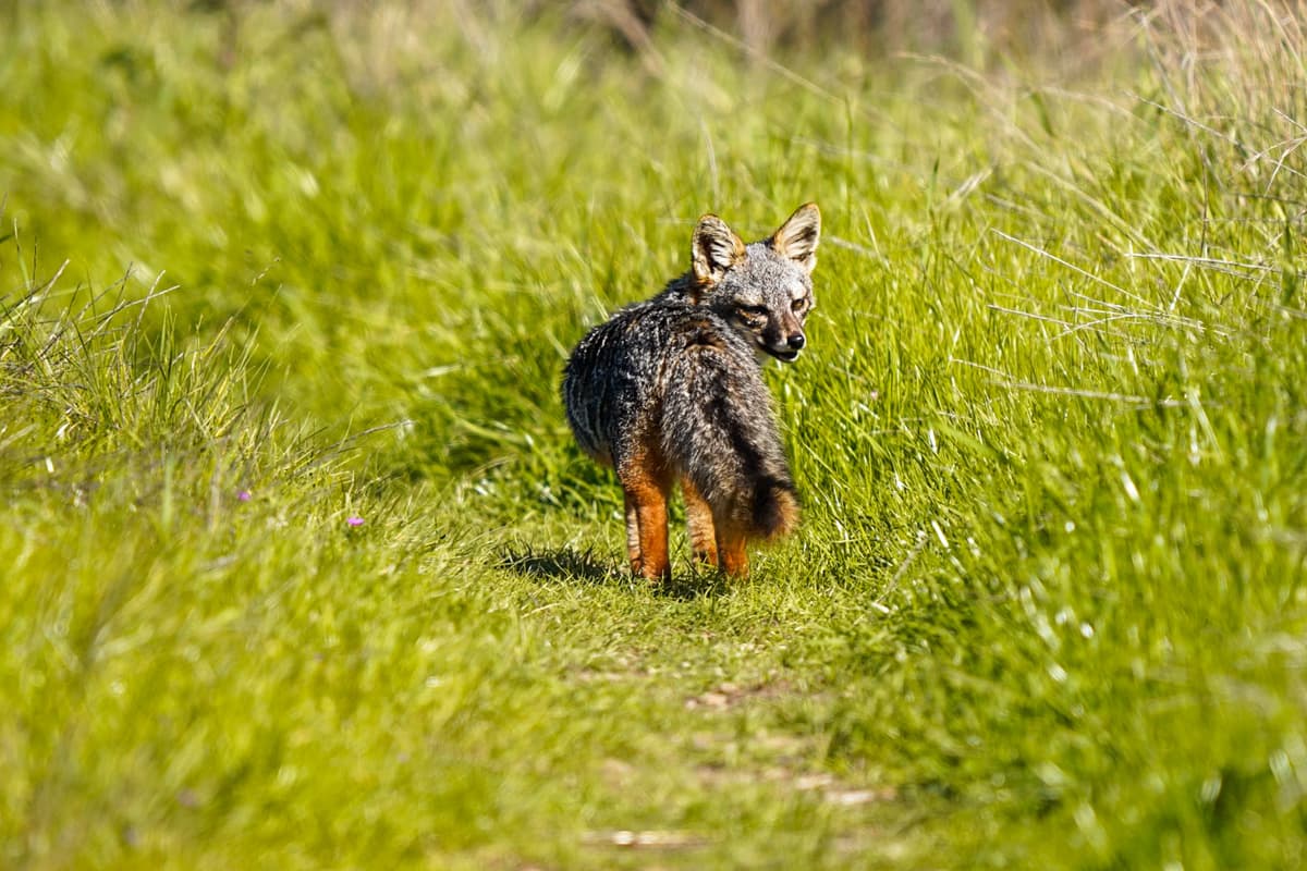 Island fox standing in tall grass along the Del Norte Trail on Santa Cruz island in the Channel Islands National Park, California