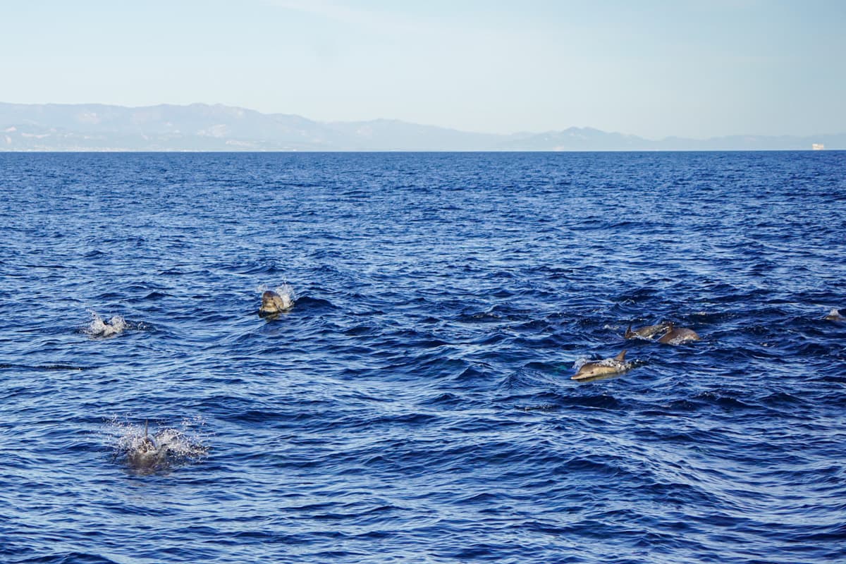 Common dolphins swimming in Santa Barbara Channel in California