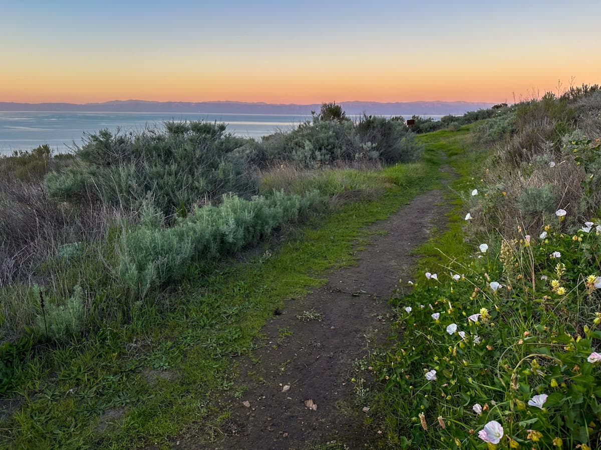 Wildflowers along the Del Norte Trail with sunrise lighting in the background on Santa Cruz island in Channel Islands National Park, California