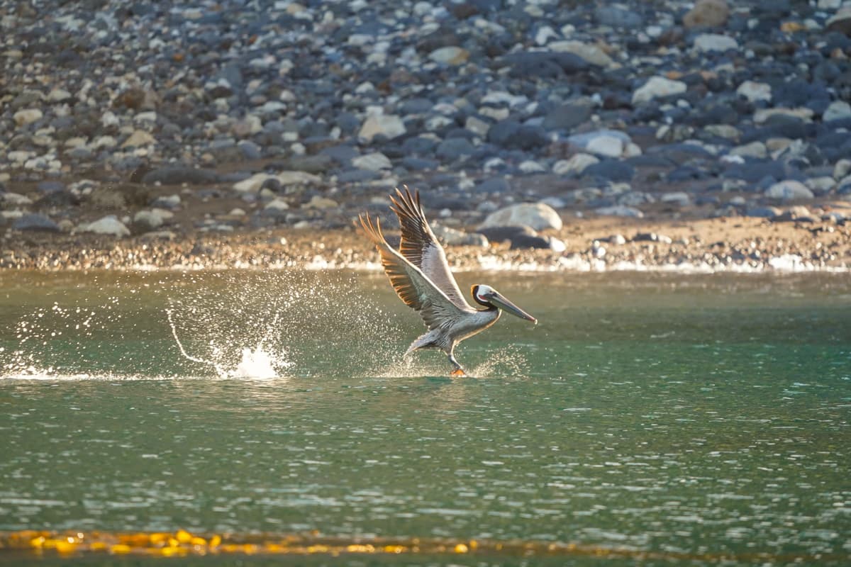 Pelican landing on the water near the Scorpion anchorage on Santa Cruz island in Channel Islands National Park, California