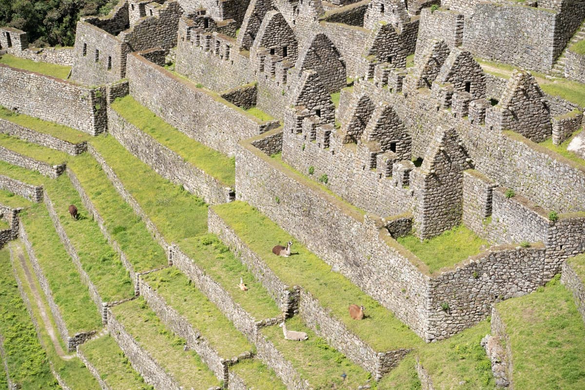 Llama sitting on agricultural terraces and building ruins at Wiñay Wayna along the Inca Trail in Peru