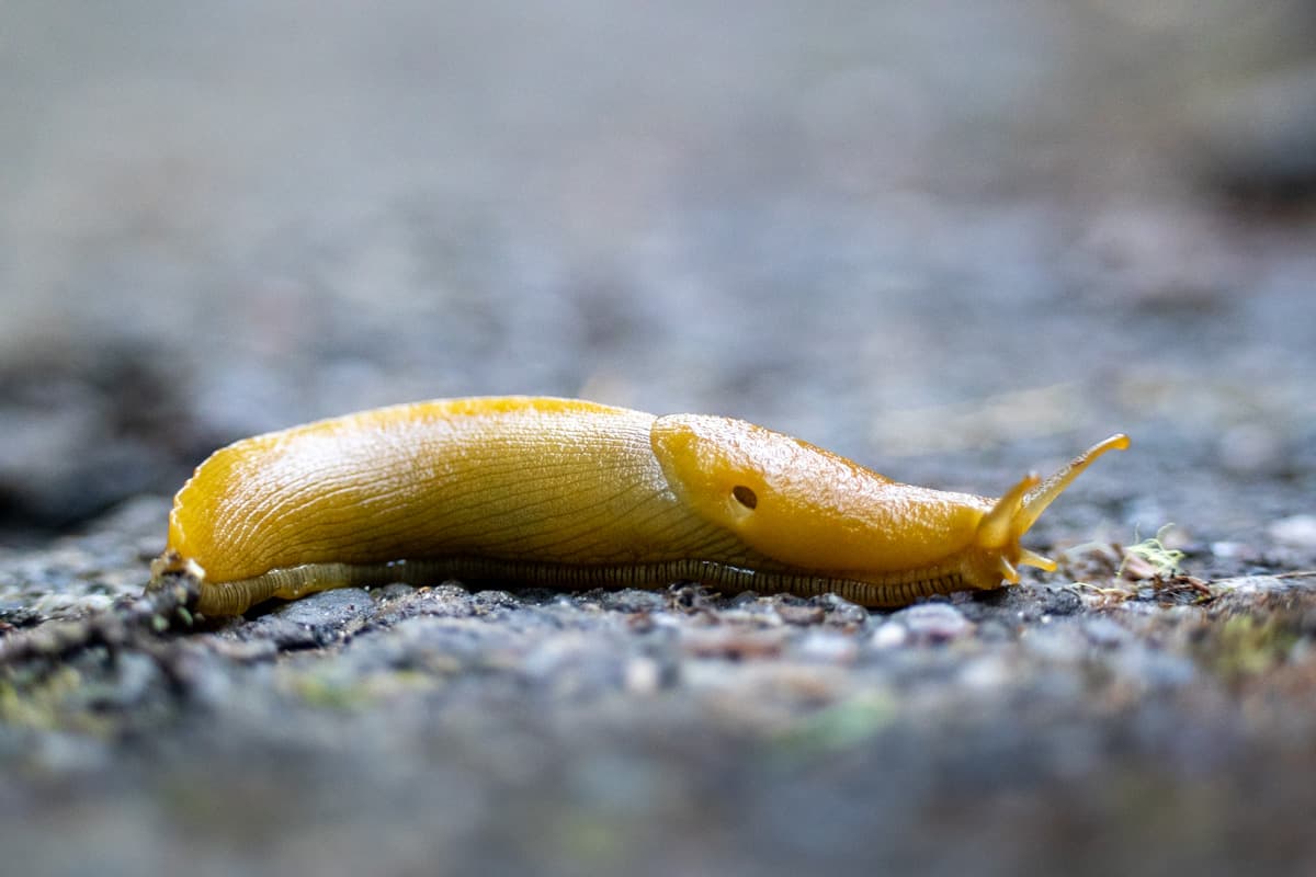 Banana slug on a hiking trail in California
