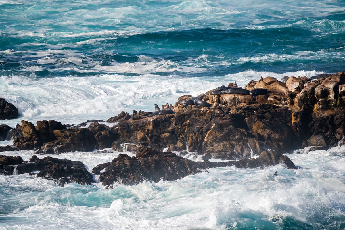 Sea lions on top of a rock formation at Sea Lion Point in Point Lobos State Natural Reserve in Big Sur, California
