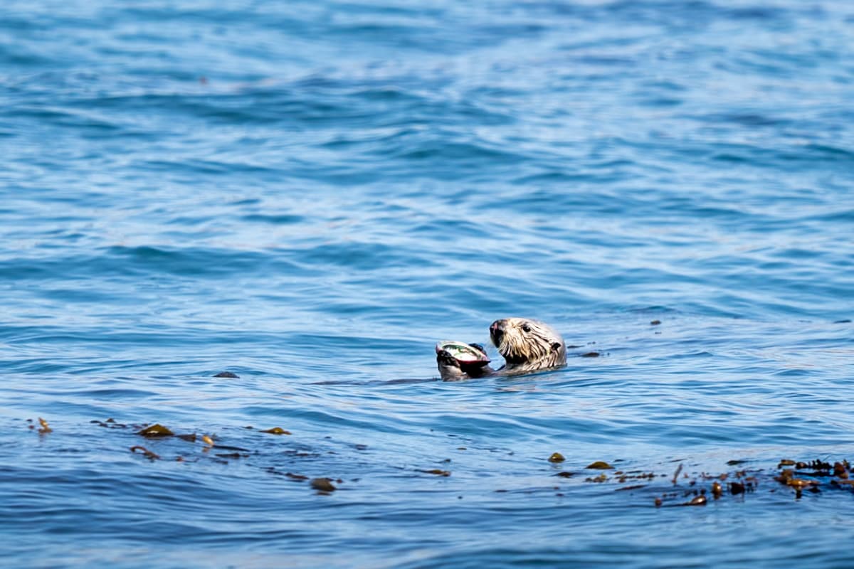 Sea otter floating on its back and eating a clamshell in Whaler's Cove in Point Lobos State Natural Reserve in Big Sur, California