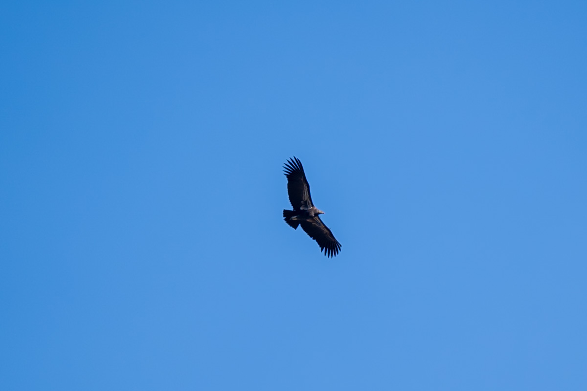 Condor flying in Pinnacles National Park, California