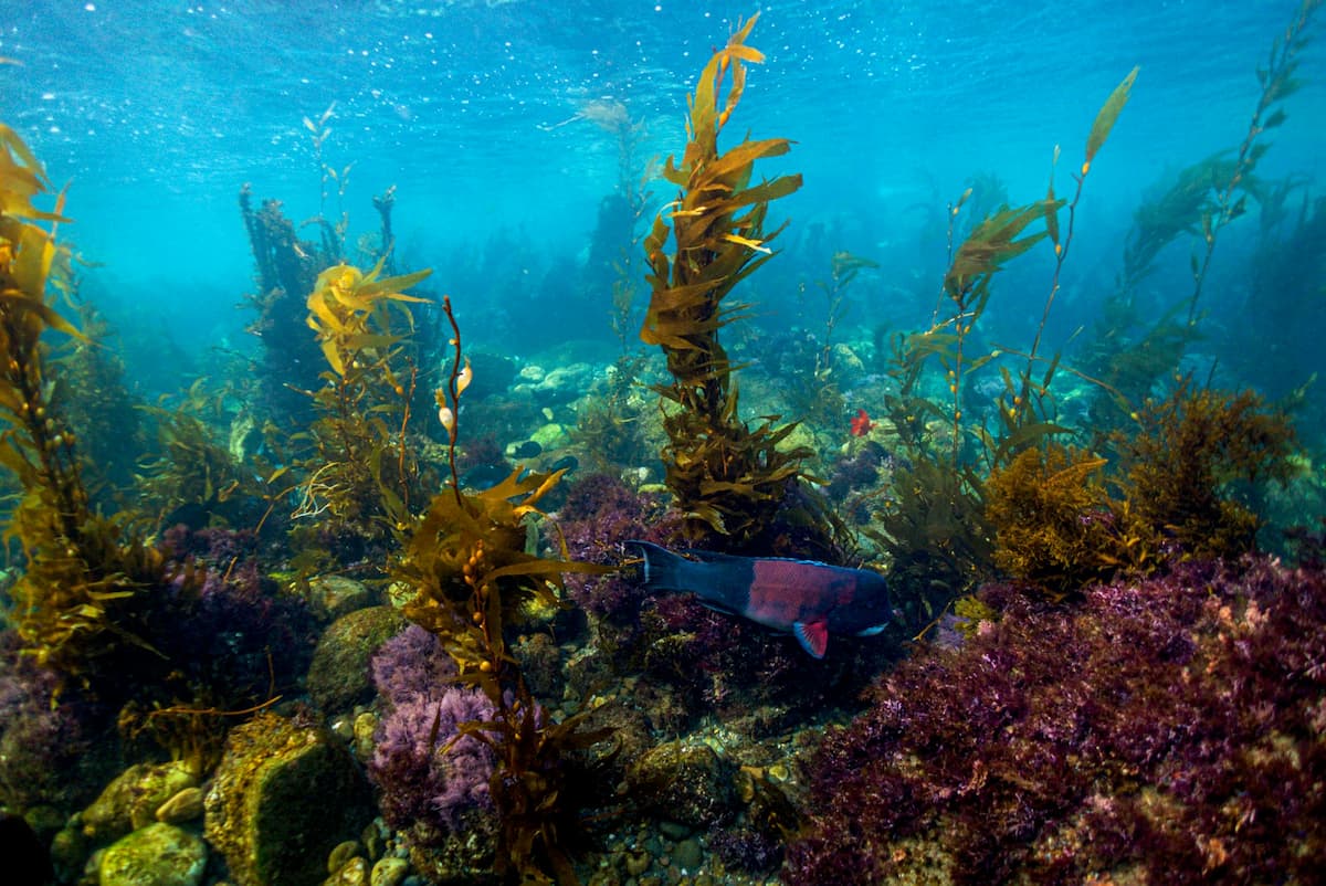 Fish swimming through a kelp forest in Scorpion Cove off Santa Cruz island in Channel Islands National Park in California