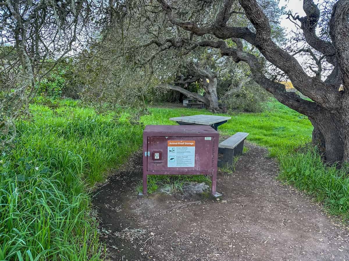 Food storage locker and picnic table at Del Norte campground with trees in the background on Santa Cruz island in Channel Islands National Park in California