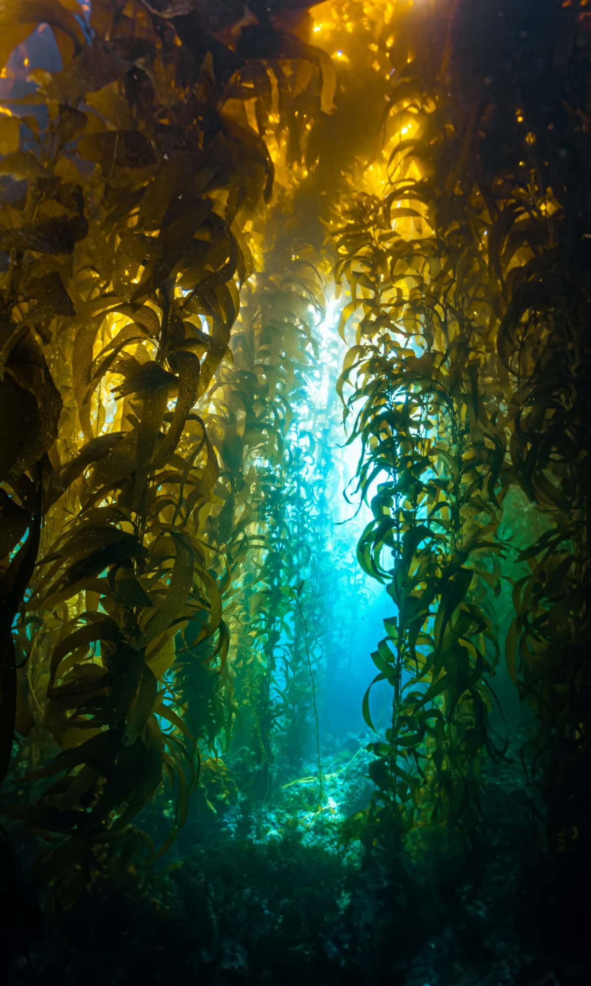 Kelp forests growing underwater in the Channel Islands National Park in California
