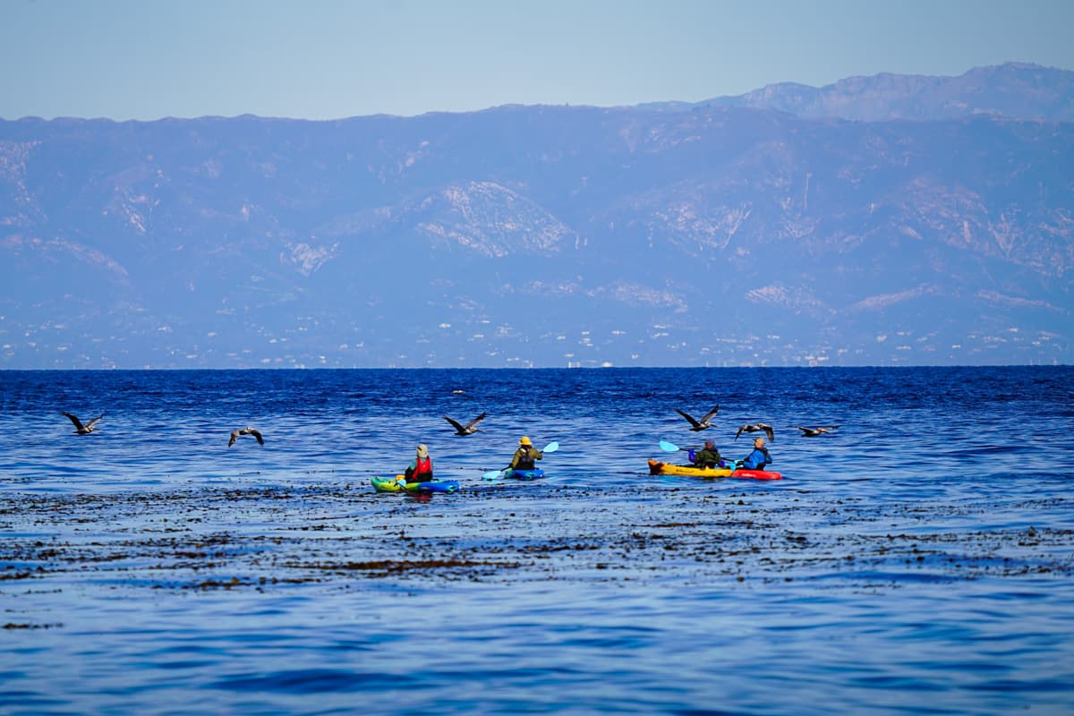 Four kayakers with pelicans flying overhead off Santa Cruz island in Channel Islands National Park in California