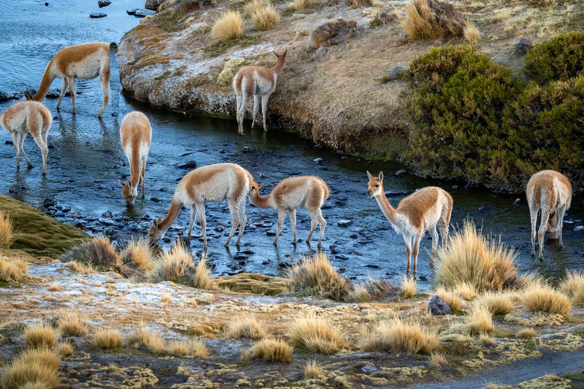 Guanacos standing in Laguna Colorado in Eduardo Avaroa Andean Fauna National Reserve in the Altiplano of Bolivia