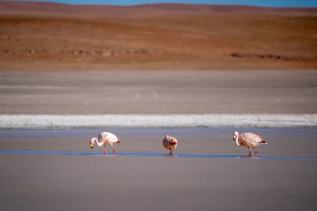 Flamingoes standing in a high-altitude lagoon in the Bolivian Altiplano